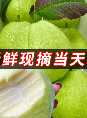 奶油软糯新鲜芭乐水果包邮白心番石榴广东本地应当季整箱小香果子