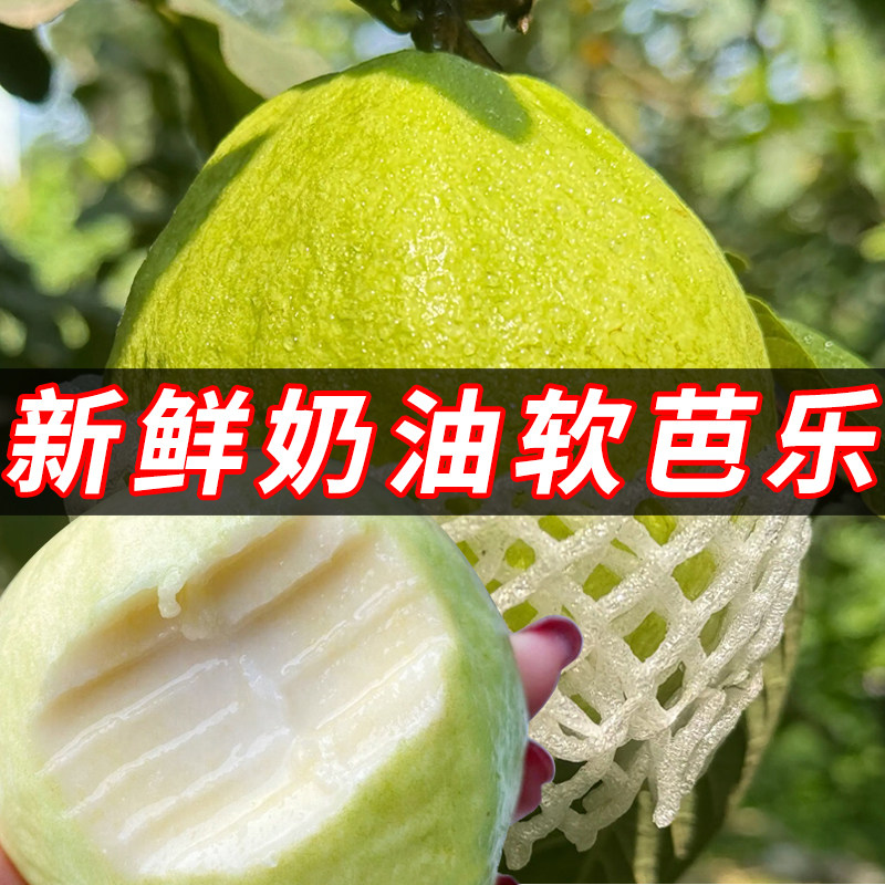 奶油软糯新鲜芭乐水果包邮白心番石榴广东本地应当季整箱小香果子