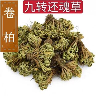 中药材正品九死还魂草干新鲜干货还阳草