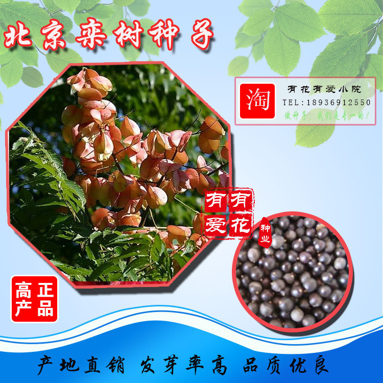 栾树种子北京栾种子黄山栾种子南栾种子灯笼树种子工程林木种子