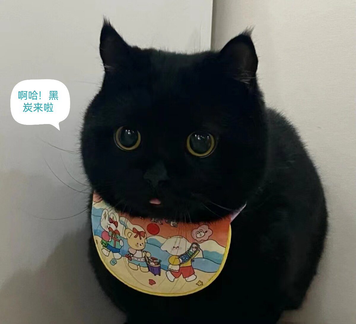 重点英短包子脸孟买猫黑煤球矮脚