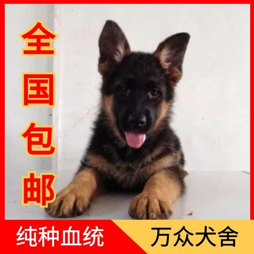 纯种德牧幼犬大型犬看