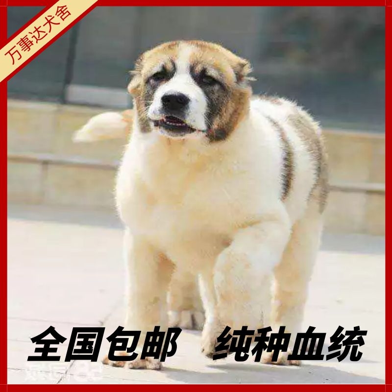 中亚牧羊犬幼犬超大体打斗犬杜高