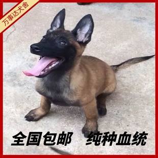 纯种马犬幼犬活体警犬军犬比利时黑红爆红马犬看家护院德牧大型犬