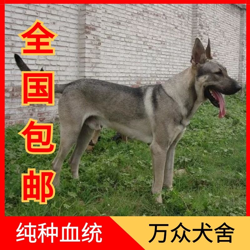 大骨架狼青幼犬活体纯种青狼犬幼崽狼狗看家护院犬大型中华狼青犬