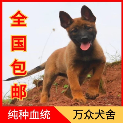 马犬幼犬纯种双血统比