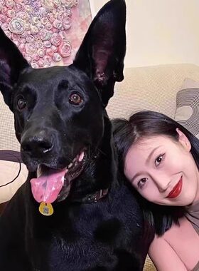 纯种黑狼犬活体黑狼幼犬