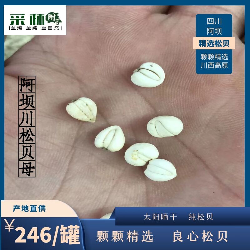 四川野川贝正品松贝母阿坝贝母50克罐装包邮川贝母免费打粉