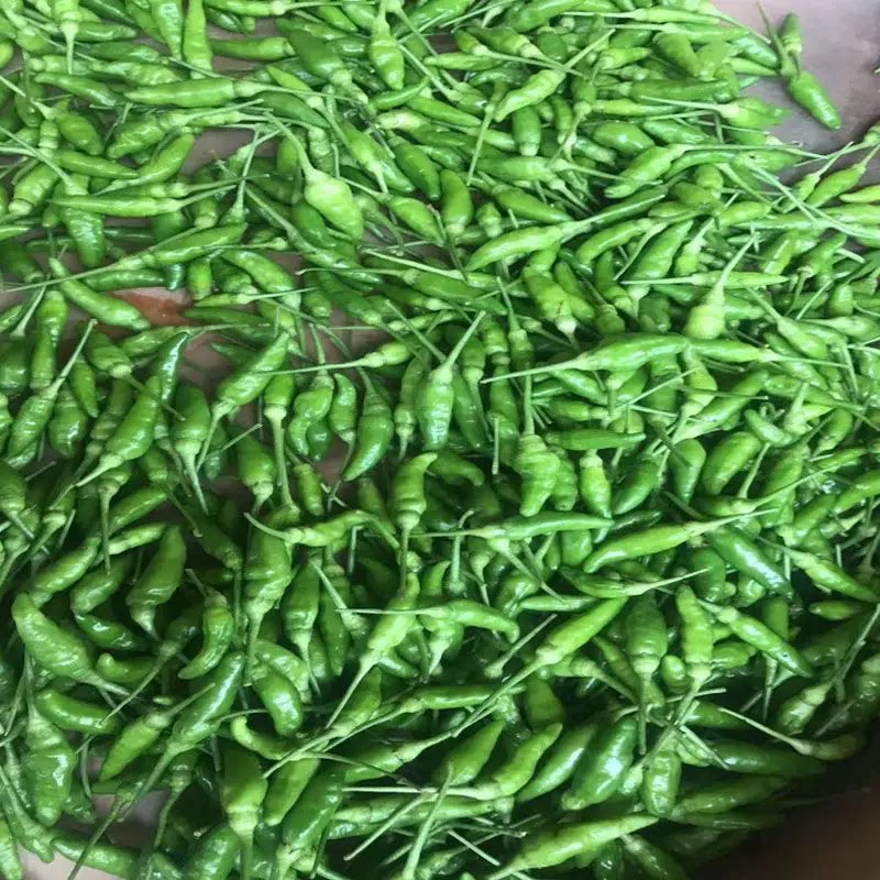 新鲜小雀辣椒农家自种小米辣超辣辣椒泡椒现摘