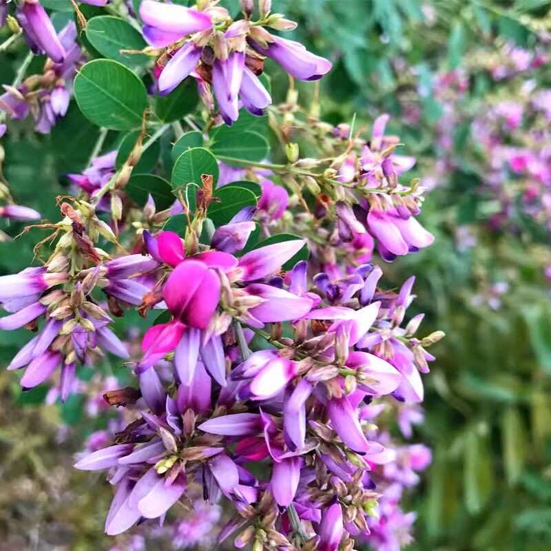 胡枝子种子护坡灌木美丽胡枝子二色胡枝子花卉林木截叶胡枝子种籽