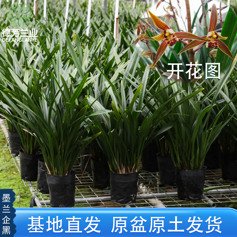 原盆原土翁源兰苗墨兰企黑金边