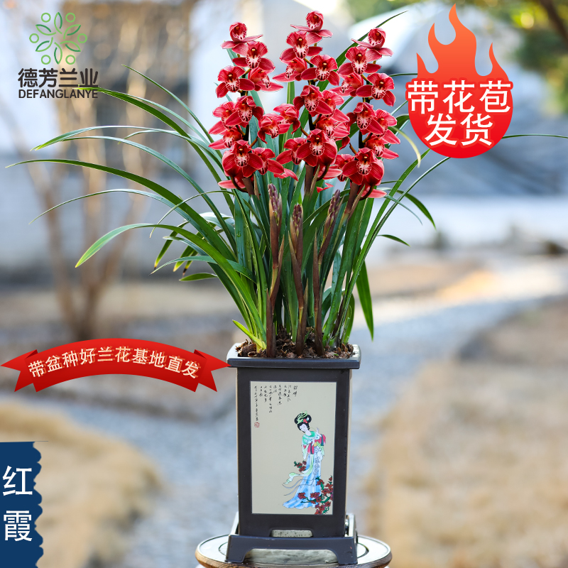 兰花苗带花苞蕙兰红霞浓香兰花花卉植物盆栽盆景室内阳台庭院好养