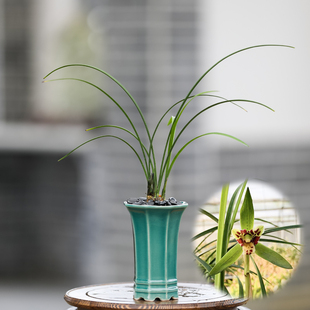 兰花苗春兰祥云蕊蝶带花苞带盆好养浓香型花卉绿植物室内阳台庭院