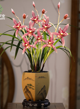 名贵兰花苗四季建兰蝶恋花客厅阳台庭院好养浓香花卉绿植园艺盆栽