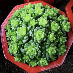 水晶玉露多肉植物群生大棵盆栽室内花卉绿植新手好养草玉露