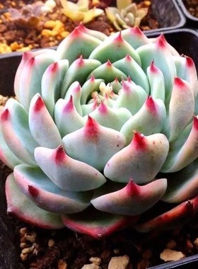 吉娃娃多肉植物盆栽阳台绿植花卉莲花座带盆土新手好养肉肉