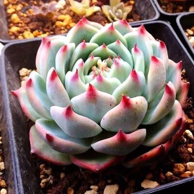 吉娃娃多肉植物盆栽阳台绿植花卉莲花座带盆土新手好养肉肉