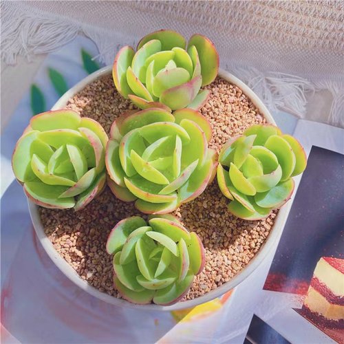 新手好养肉肉鸡蛋碧桃多肉植物