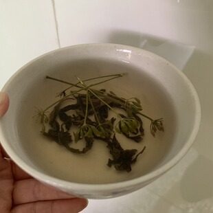 晒干茴香 浏阳茴香茶 北乡最爱泡茶茴香农家自产小茴香无添加