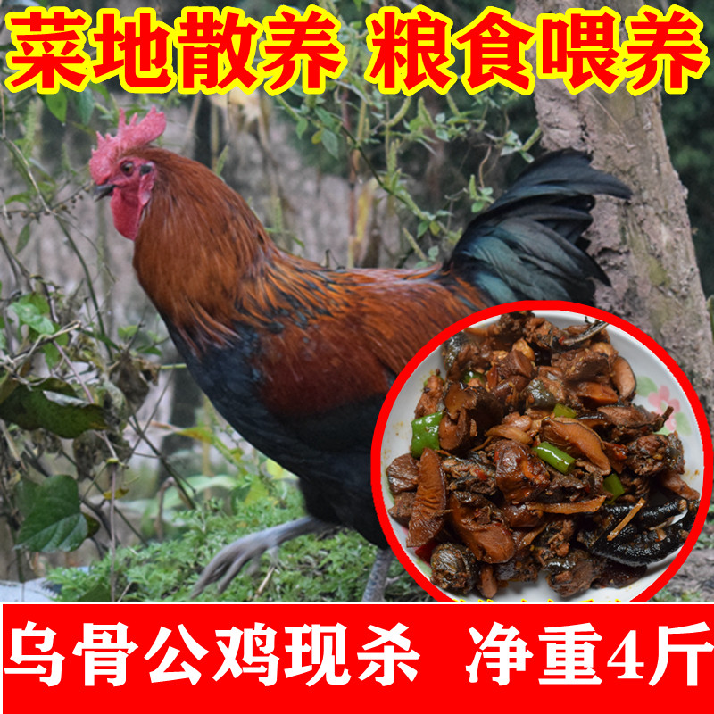 公乌鸡新鲜现杀正宗土鸡农家散养整只公鸡本地乌骨鸡肉走地五黑鸡