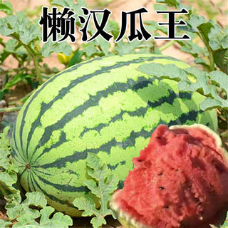 西瓜种籽巨型懒汉瓜王麒麟甜王种孑四季水果早熟脆甜特大西瓜种子