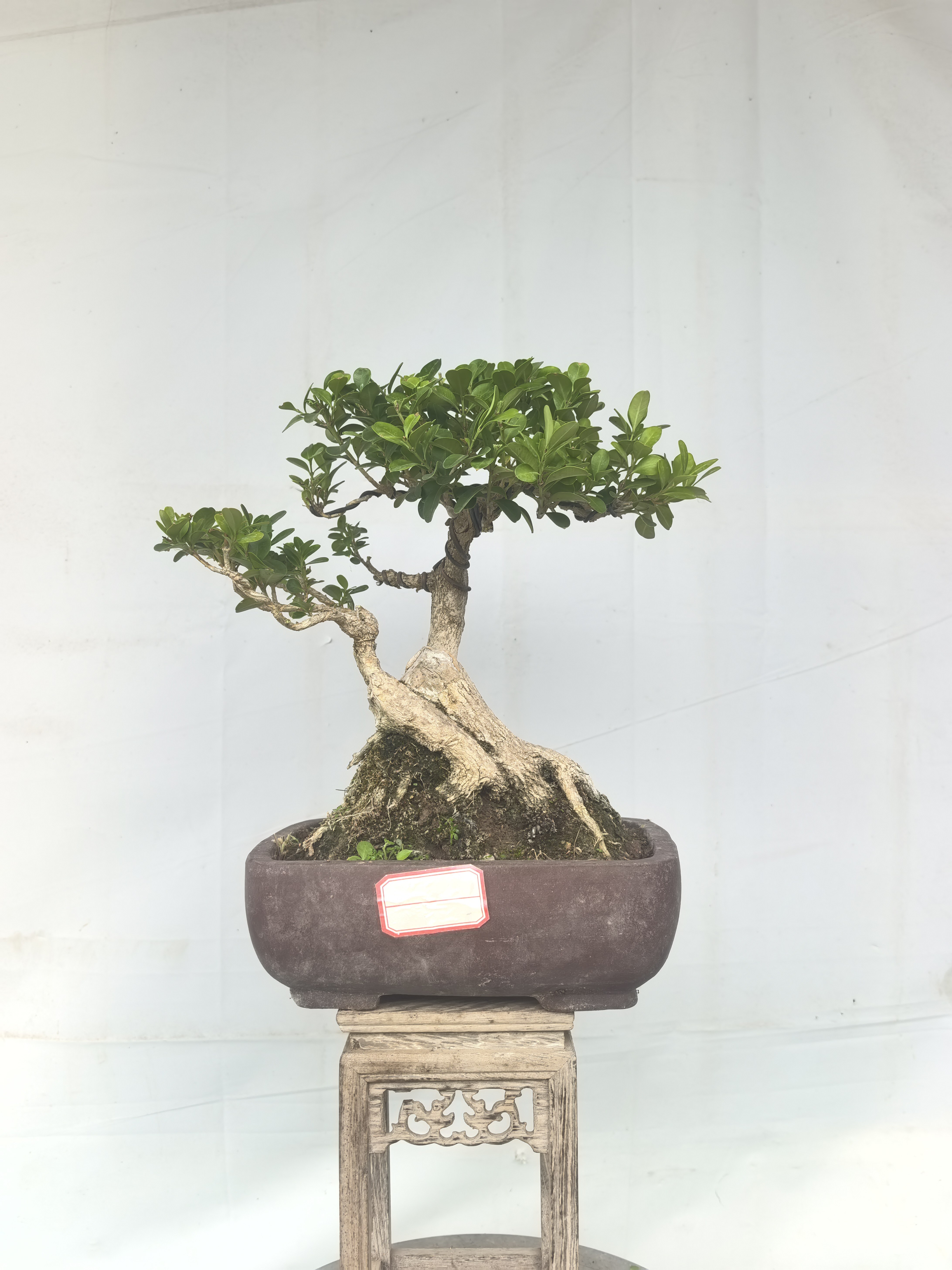 小叶白皮瓜子黄杨矮霸造型实物发货所见即所得耐干耐寒非常好养图片