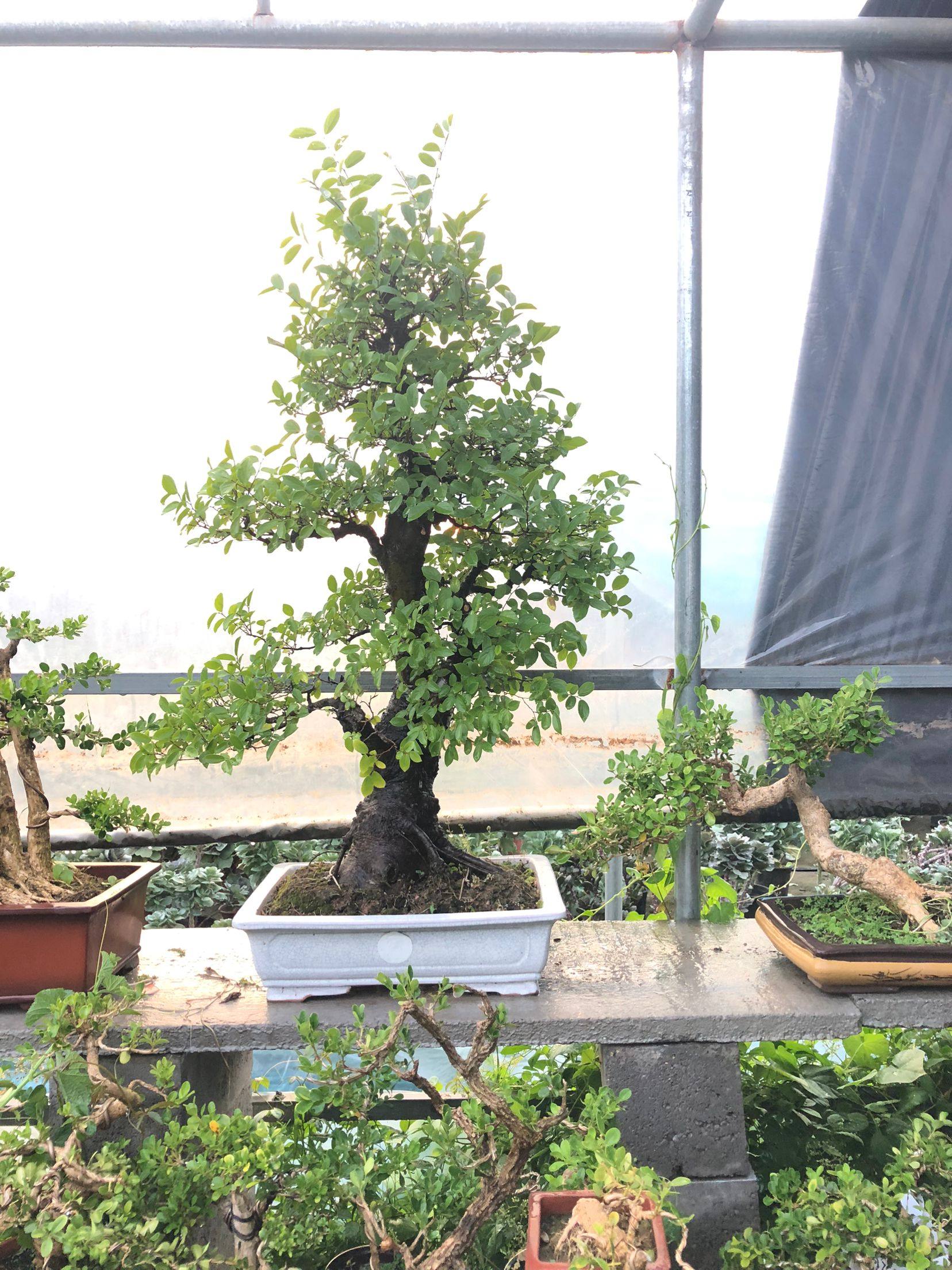 相思树朴树在盆里养了二十年左右了实物发货所见即所得苍老大气