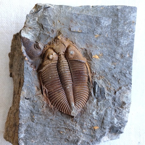 天然三叶虫化石动物古生物标本