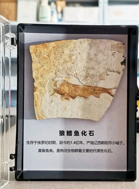 纯天然侏罗纪狼鳍鱼化石标本盒