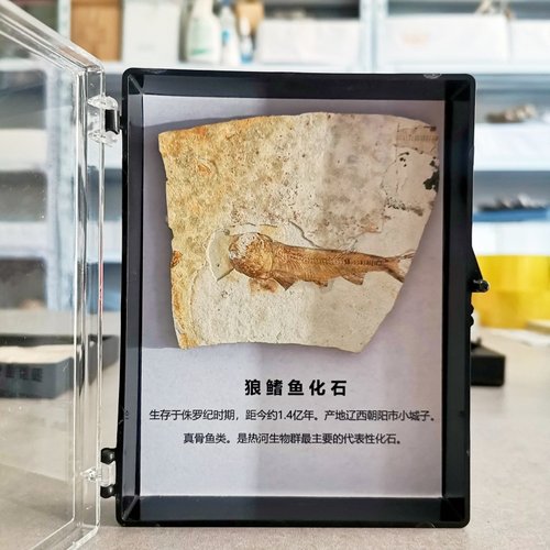 纯天然侏罗纪狼鳍鱼化石标本盒