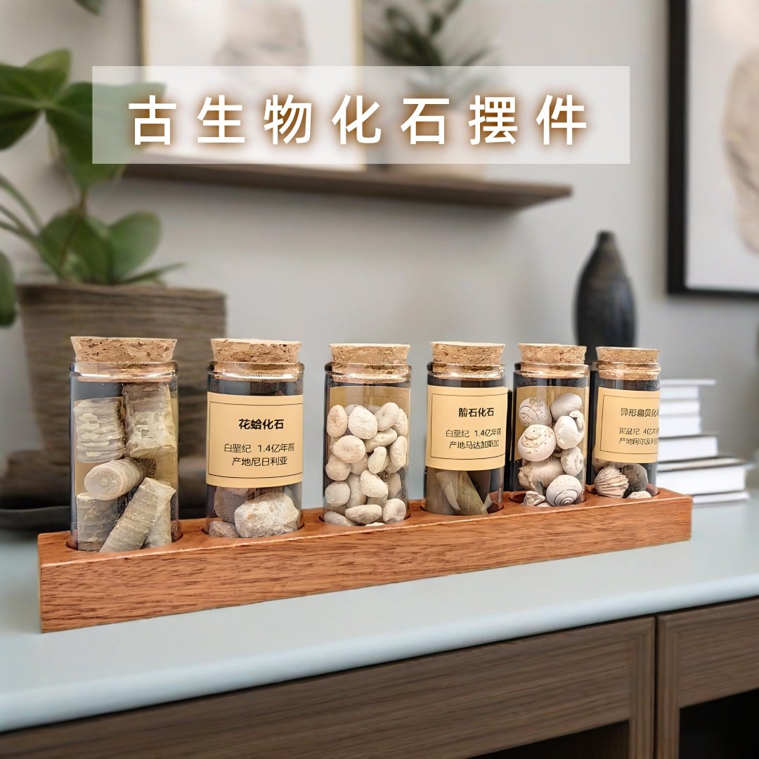 天然鲨鱼牙菊石贝类化石科普摆件