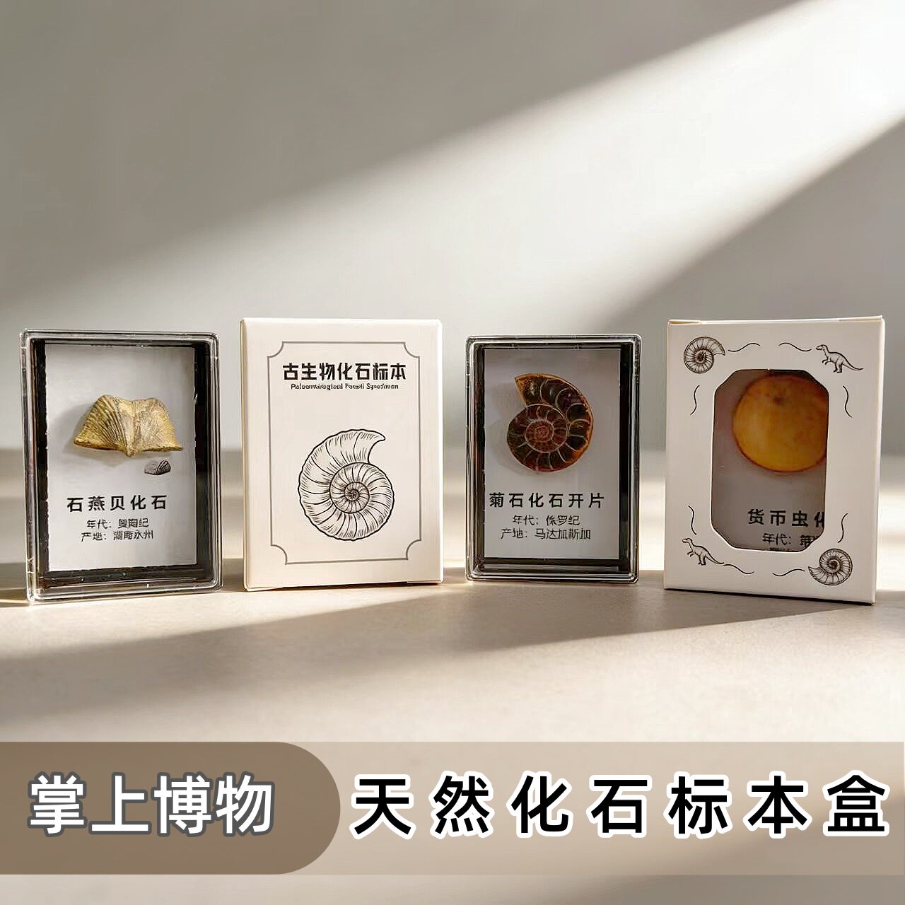 天然古生物化石原石标本盒科普收藏礼物贝壳三叶虫菊石牙齿冰箱贴