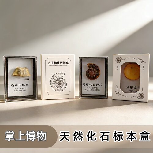 天然古生物化石标本科普冰箱贴