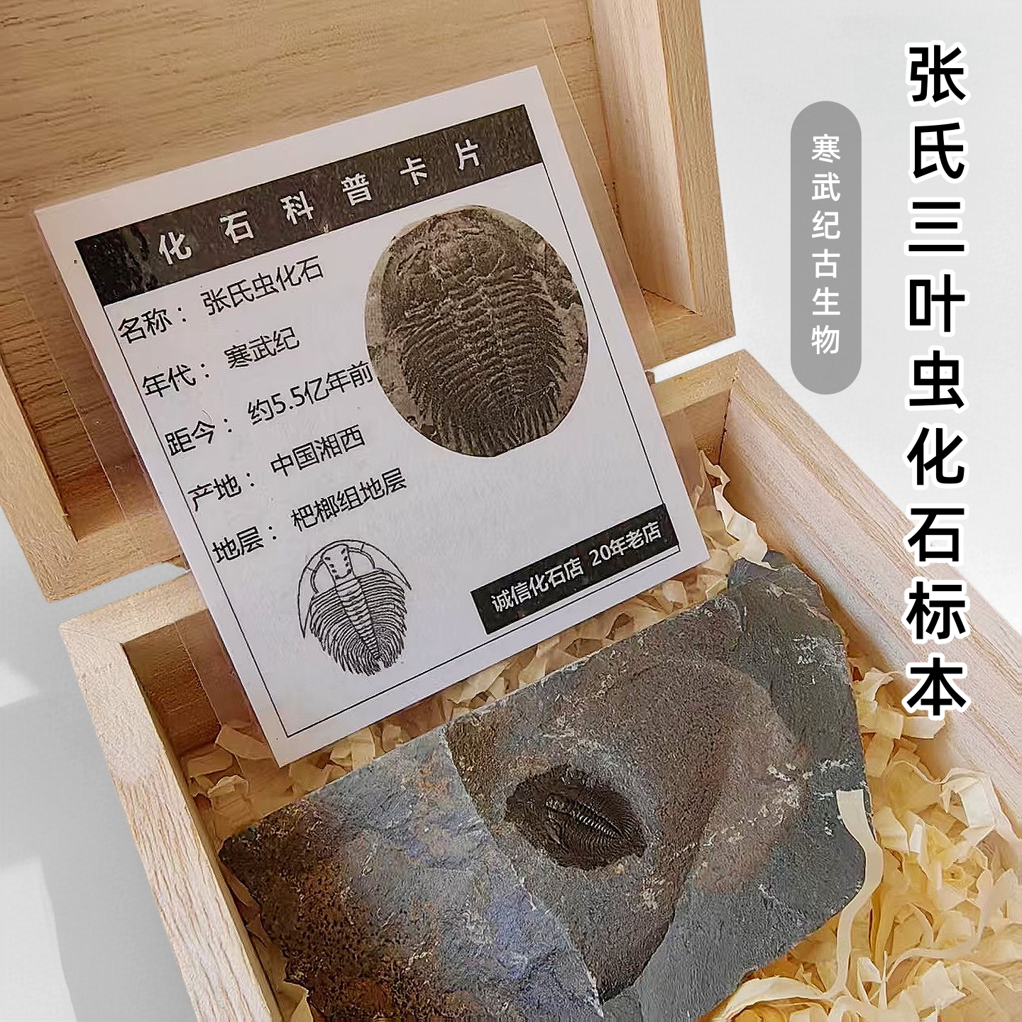 5亿年前古生物张氏三叶虫化石图片
