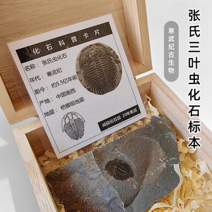 天然寒武纪张氏三叶虫化石原石标本儿童地质科普教学礼物收藏摆件