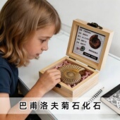天然侏罗纪古生物巴甫洛夫旋菊石化石标本礼盒摆件礼物儿童科普