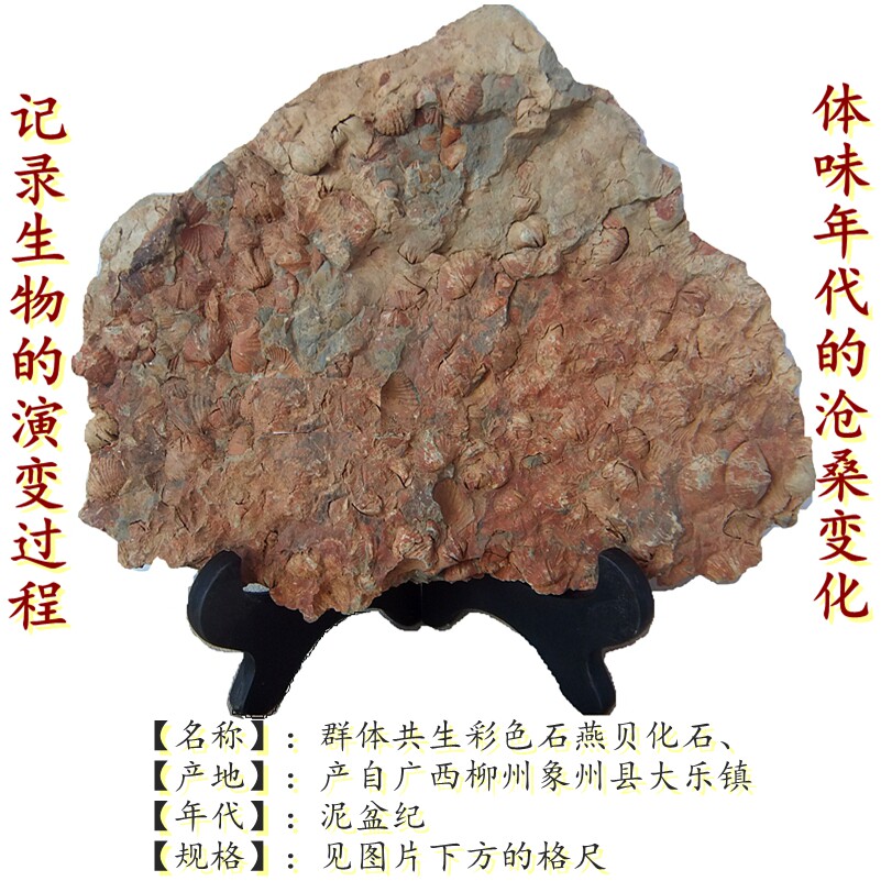 天然彩贝化石摆件石材动物怀旧群聚共生板海洋古生物科普标本9999