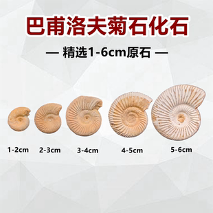 天然巴甫洛夫菊石化石摆放原石古生物科普教学标本送展示盒9999