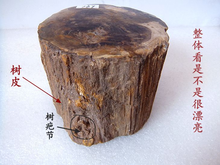 天然树化玉化石摆放烟灰缸茶托镇纸雷击木带年轮古生物标本9999