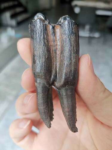 东北野牛牙齿化石古生物科普标本
