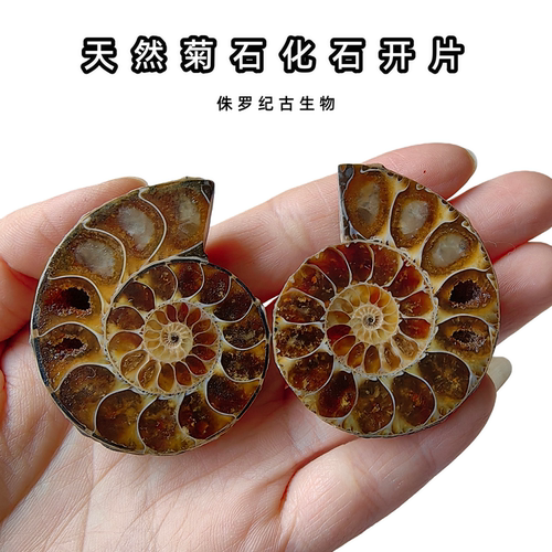 海螺菊石化石标本切开片收藏礼物