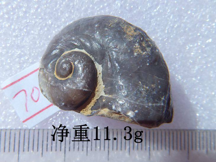 天然宽角螺蜗牛化石摆放动物石材招财怀旧复古古生物科普标本9999