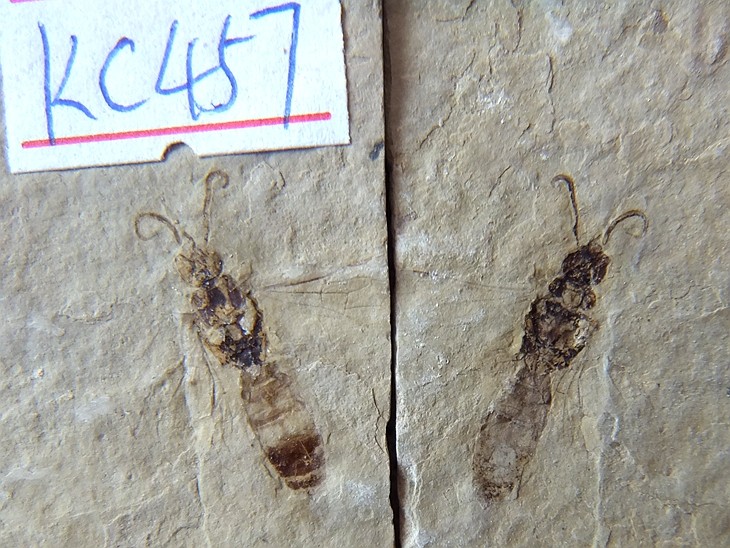 道虎沟天然对开昆虫化石材动物复古招财朋友虫蜂古生物标本甲壳虫