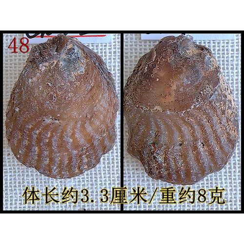 天然扇贝化石海洋生物化石标本