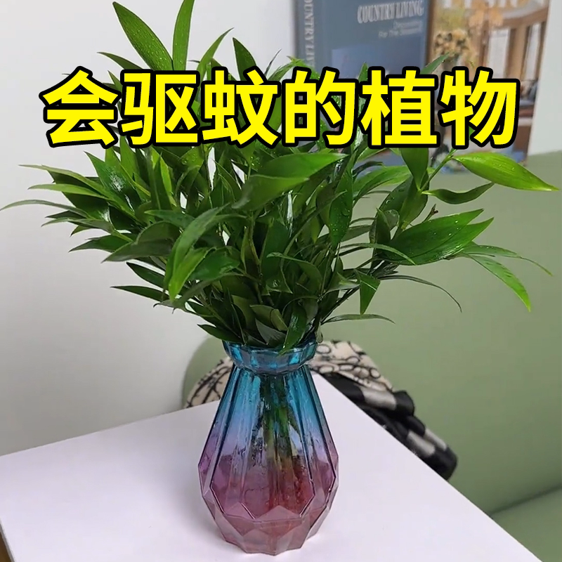 室内养殖盆栽带根驱蚊竹柏