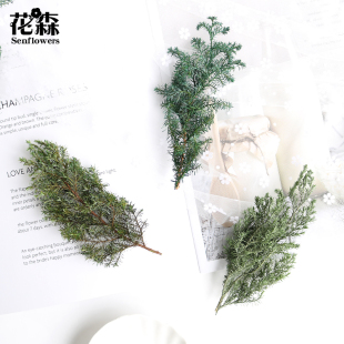 进口日本大地农园永生花松针干花保鲜花01320松枝柏圣诞树材料包
