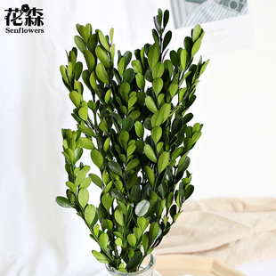 日本进口大地农园01590小叶黄杨永生花配材保鲜花干花diy手工装饰