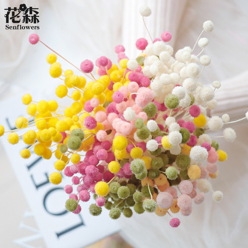 进口日本大地农园纽扣菊30160花