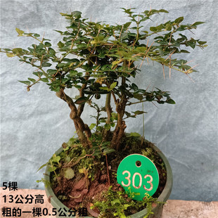 小叶虎刺 绣花针苗微型小叶虎刺山水盆景绿植盆栽含盆带原土包活