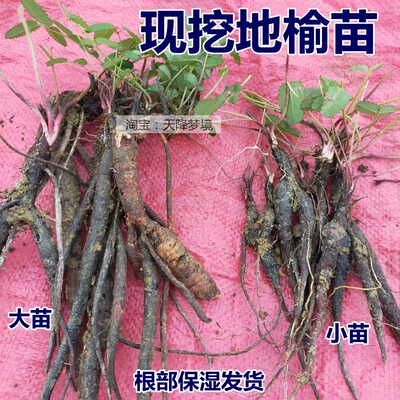 现挖新鲜地榆苗多年生植物